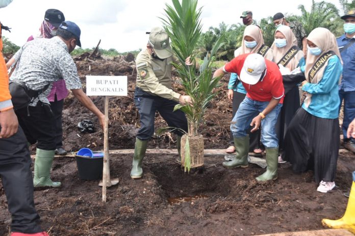 Bersama-Gubri-Plh-Bupati-Bengkalis-Tanam-Bibit-Sawit-Perdana-Program-PSR