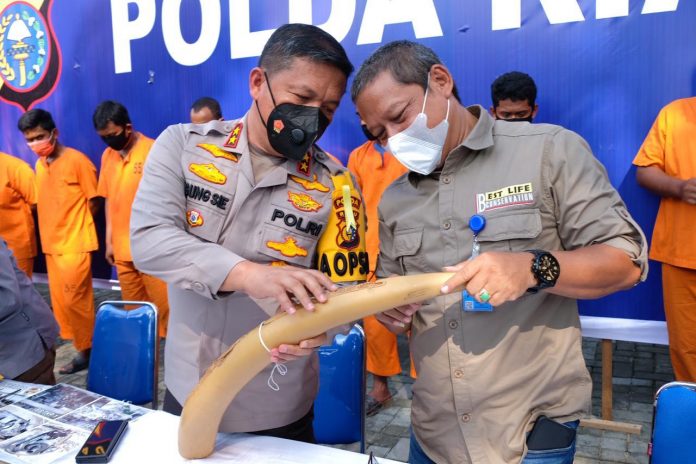 Tangkap-Sindikat-Perdagangan-Gading-Gajah,-Polda-Riau-Amankan-3-Pelaku